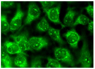 srebp-1-antibody-f-10-
