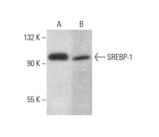 SREBP-1 Antibody (F-10) - Western Blotting - Image 350689 
