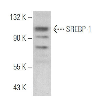 SREBP-1 Antibody (F-10) | SCBT - Santa Cruz Biotechnology