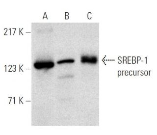 SREBP-1 Antibody (2A4) - Western Blotting - Image 1010