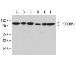 SREBP-1 Antibody (A-4) - Western Blotting - Image 380833