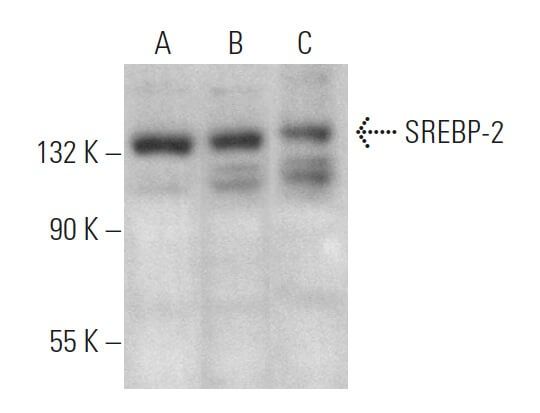 SREBP-2 Antibody (1C6) | SCBT - Santa Cruz Biotechnology