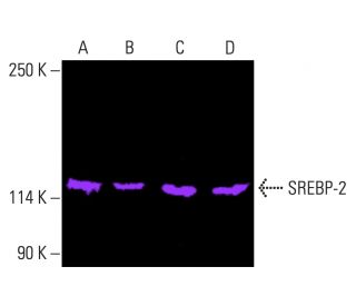 srebp-2-antibody-a-12-western-