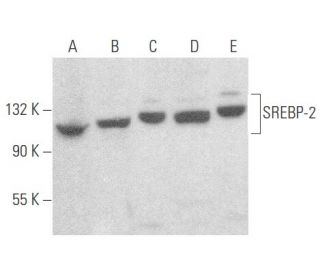SREBP-2 Antibody (C-6) - Western Blotting - Image 354084 