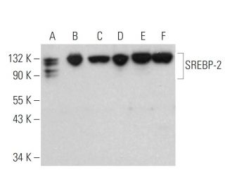 SREBP-2 Antibody (A-12) - Western Blotting - Image 377293
