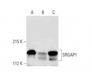 SRGAP1 Antibody (G-10) - Western Blotting - Image 296872 