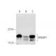 SRGAP1 Antibody (G-10) - Western Blotting - Image 296872 