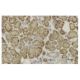 SRGAP1 Antibody (SQ-6) - Immunohistochemistry - Image 35941