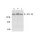 SRm160 Antibody (E-8) - Western Blotting - Image 308410