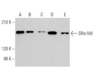 SRm160 Antibody (E-8) - Western Blotting - Image 373516 