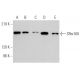 SRm160 Antibody (E-8) - Western Blotting - Image 373516 