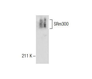 SRm300 Antibody (C-9) - Western Blotting - Image 287754Each CRISPR/Cas9 Knockout (KO) Plasmid product consists of a pool of 3 plasmids designed to ensure identification and cleavage of a specific gene for maximum knockout efficiency. Each plasmid encodes a unique 20 nt sequence derived from the GeCKO (v2) library. 