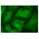 SRMS Antibody (A-4) - Immunofluorescence - Image 150804 