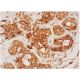 SRMS Antibody (A-4) - Immunohistochemistry - Image 286459 