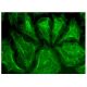 SRP14 Antibody (B-3) - Immunofluorescence - Image 282698 