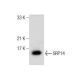 SRP14 Antibody (B-3) - Western Blotting - Image 260688