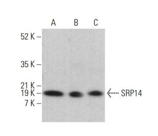 SRP14 Antibody (B-3) - Western Blotting - Image 376483 