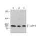 SRP14 Antibody (B-3) - Western Blotting - Image 376483 