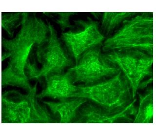 SRP14 Antibody (H-11) - Immunofluorescence - Image 282696 