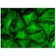 SRP14 Antibody (H-11) - Immunofluorescence - Image 282696 