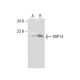 SRP14 Antibody (H-11) - Western Blotting - Image 260704