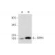SRP19 Antibody (G-1) - Western Blotting - Image 298008 