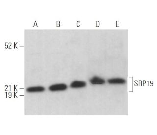 SRP19 Antibody (G-1) - Western Blotting - Image 370051 