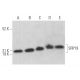 SRP19 Antibody (G-1) - Western Blotting - Image 370051 