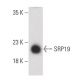 SRP19 Antibody (G-1) - Western Blotting - Image 399659