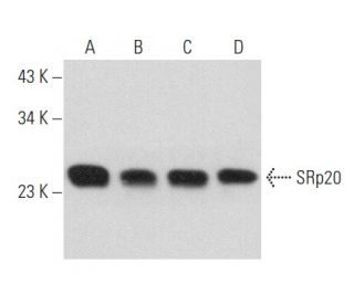 SRp20 Antibody (3G271) - Western Blotting - Image 357699 