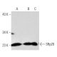 SRp20 Antibody (7B4) - Western Blotting - Image 1328