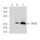 SRp20 Antibody (7B4) - Western Blotting - Image 19962 