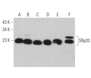 SRp20 Antibody (C-1) - Western Blotting - Image 371971 