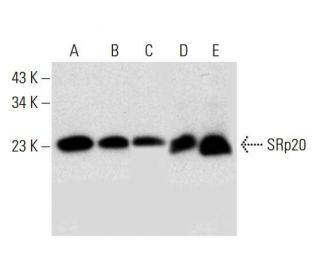 SRp20 Antibody (G-8) - Western Blotting - Image 305745 