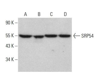 SRP54 Antibody (H-8) - Western Blotting - Image 375452 