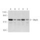 SRp55 Antibody (C-6) - Western Blotting - Image 344136 