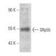 SRp55 Antibody (C-6) - Western Blotting - Image 354023
