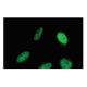 SRP68 Antibody (4-YD13) - Immunofluorescence - Image 65061