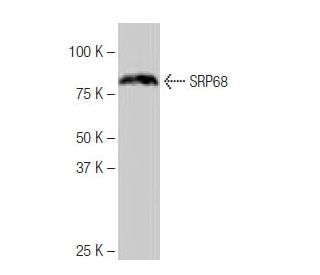 SRP68 Antibody (4-YD13) - Western Blotting - Image 65062 