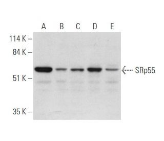 SRp55 Antibody (C-6) - Western Blotting - Image 344136