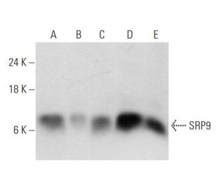 SRP9 Antibody (G-9) - Western Blotting - Image 326556 