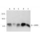 SRP9 Antibody (G-9) - Western Blotting - Image 326556 