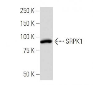 SRPK1 Antibody (EE-13) - Western Blotting - Image 33816 
