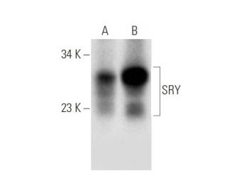 western blotting image from recommended SRY (D-11) monoclonal antibody replacement. Image 305797