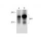 western blotting image from recommended SRY (D-11) monoclonal antibody replacement. Image 305797