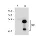 SRY Antibody (H-1) - Western Blotting - Image 149465