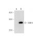 SSB-4 Antibody (C-7) - Western Blotting - Image 324744