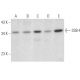 SSB-4 Antibody (C-7) - Western Blotting - Image 369013 