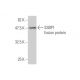 SSBP1 Antibody (4C1) - Western Blotting - Image 348855
