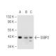 SSBP2 Antibody (D-3) - Western Blotting - Image 83978 